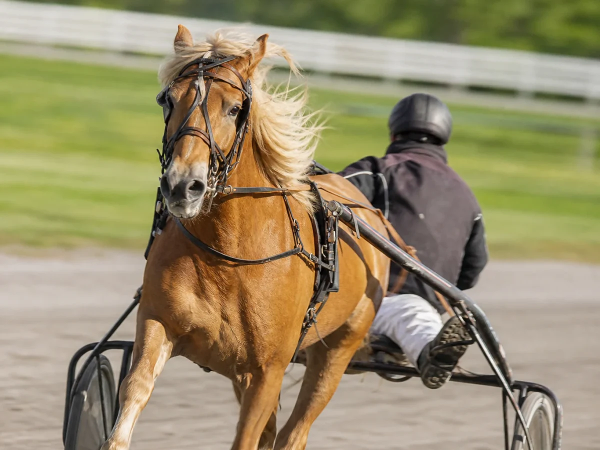 Travsto med kusk i sulky på upploppet på en svensk travbana.